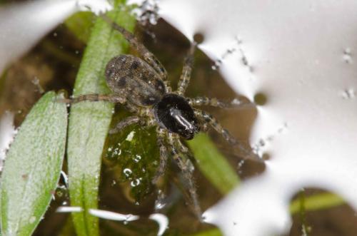 Arctosa leopardus